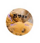 うちのハムちゃんとハムちゃんだけ（個別スタンプ：10）