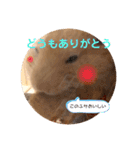 うちのハムちゃんとハムちゃんだけ（個別スタンプ：11）