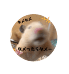 うちのハムちゃんとハムちゃんだけ（個別スタンプ：12）