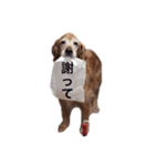 くうちい（個別スタンプ：1）