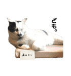 まくら時々ふとん2'（個別スタンプ：11）