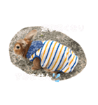 ず〜っと使えるスタンプ（個別スタンプ：21）