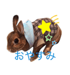 ウサギの可愛いスタンプ（個別スタンプ：13）