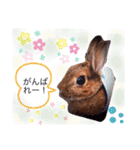 ウサギの可愛いスタンプ（個別スタンプ：14）