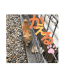みかんおかか（個別スタンプ：4）