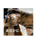 みかんおかか（個別スタンプ：5）