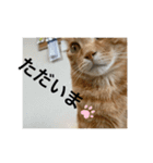 みかんおかか（個別スタンプ：8）