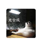 ウチのネッコで作ってみたよ！（個別スタンプ：8）