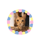 ナノマロ4（個別スタンプ：4）