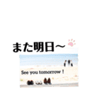 Les CinQ(レ・サンク)修正版（個別スタンプ：5）