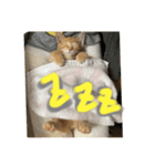 みかんとおかか（個別スタンプ：2）