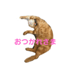 みかんとおかか（個別スタンプ：5）