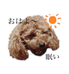 毎日使える犬のスタンプ ふうちゃん（個別スタンプ：1）