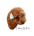 毎日使える犬のスタンプ ふうちゃん（個別スタンプ：6）