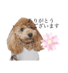 毎日使える犬のスタンプ ふうちゃん（個別スタンプ：10）