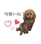 毎日使える犬のスタンプ ふうちゃん（個別スタンプ：12）