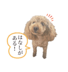 毎日使える犬のスタンプ ふうちゃん（個別スタンプ：16）