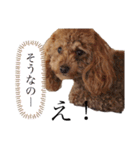 毎日使える犬のスタンプ ふうちゃん（個別スタンプ：19）