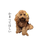 毎日使える犬のスタンプ ふうちゃん（個別スタンプ：20）