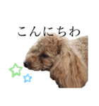 毎日使える犬のスタンプ ふうちゃん（個別スタンプ：21）