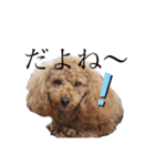 毎日使える犬のスタンプ ふうちゃん（個別スタンプ：22）
