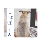 愛犬の幸せな日常（個別スタンプ：2）