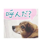 愛犬の幸せな日常（個別スタンプ：4）