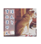 愛犬の幸せな日常（個別スタンプ：5）