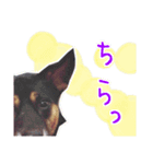 愛犬の幸せな日常（個別スタンプ：6）