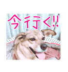 愛犬の幸せな日常（個別スタンプ：7）