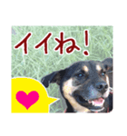 愛犬の幸せな日常（個別スタンプ：8）