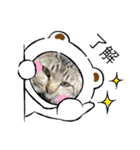 かりゆし たまちゃん3（個別スタンプ：1）
