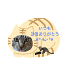 かりゆし たまちゃん3（個別スタンプ：3）