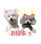わんこの日常☆ビションとトイプードル（個別スタンプ：7）
