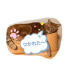 ねこちゃんSTAMP（個別スタンプ：1）