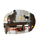 ねこちゃんSTAMP（個別スタンプ：2）