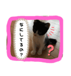 ねこちゃんSTAMP（個別スタンプ：3）