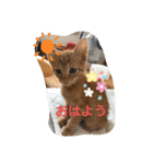 ねこちゃんSTAMP（個別スタンプ：5）