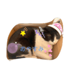ねこちゃんSTAMP（個別スタンプ：6）