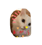 ねこちゃんSTAMP（個別スタンプ：7）