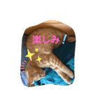 ねこちゃんSTAMP（個別スタンプ：10）