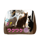ねこちゃんSTAMP（個別スタンプ：11）