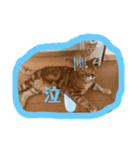 ねこちゃんSTAMP（個別スタンプ：14）