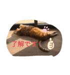 ねこちゃんSTAMP（個別スタンプ：15）