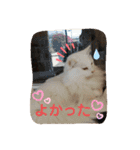 ねこちゃんSTAMP（個別スタンプ：17）