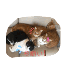 ねこちゃんSTAMP（個別スタンプ：18）