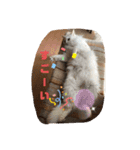 ねこちゃんSTAMP（個別スタンプ：19）