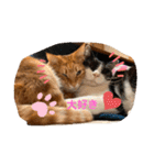 ねこちゃんSTAMP（個別スタンプ：22）