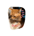 ねこちゃんSTAMP（個別スタンプ：23）