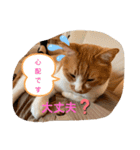 ねこちゃんSTAMP（個別スタンプ：24）